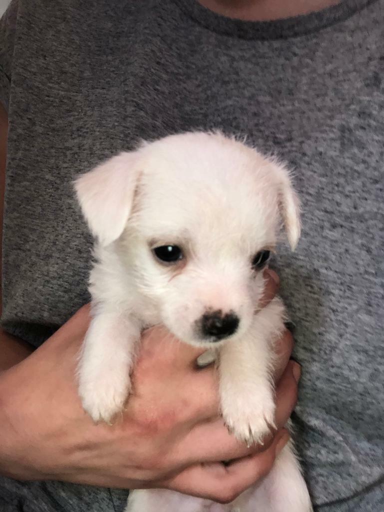 9 Chipoo puppies in Gateshead, Tyne and Wear Gumtree