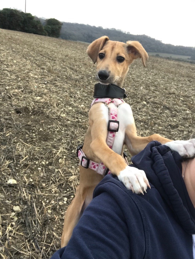 Lurcher puppy for sale in Rochester, Kent Gumtree