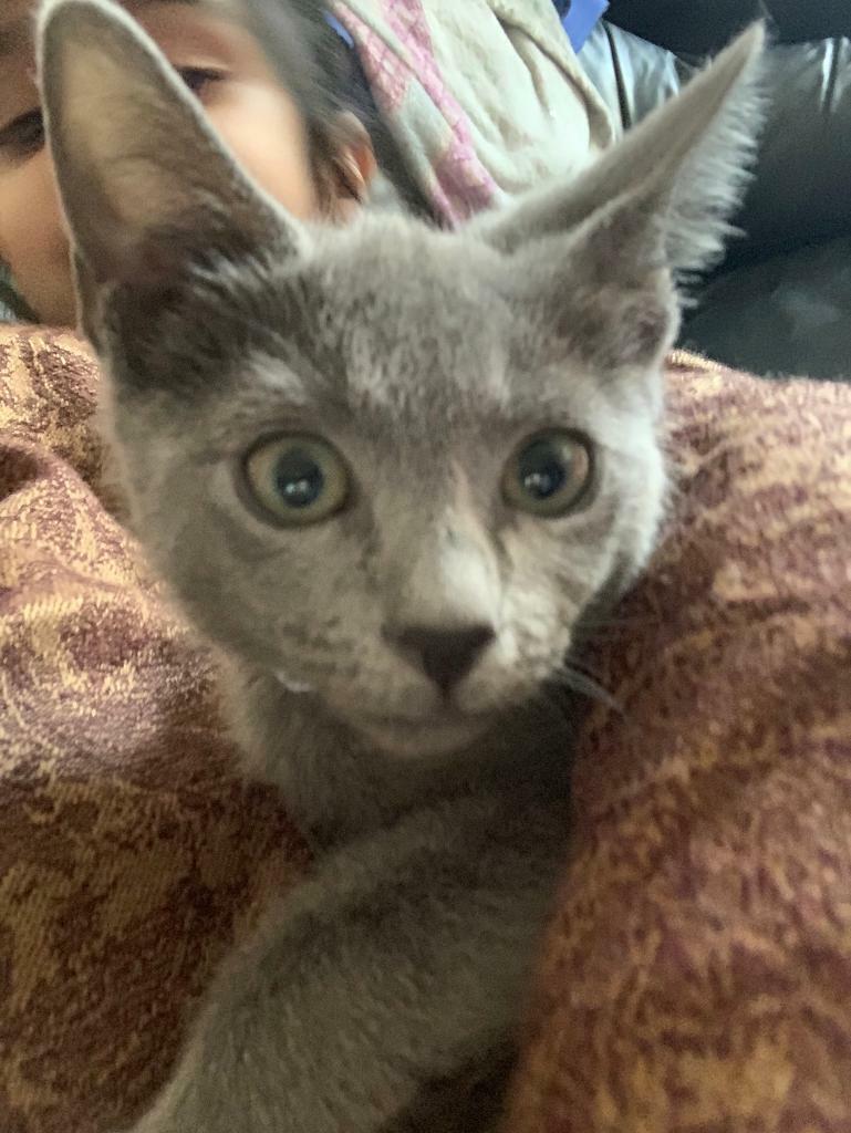 Beautiful Male Russian Blue Kitten For Sale in Huddersfield, West