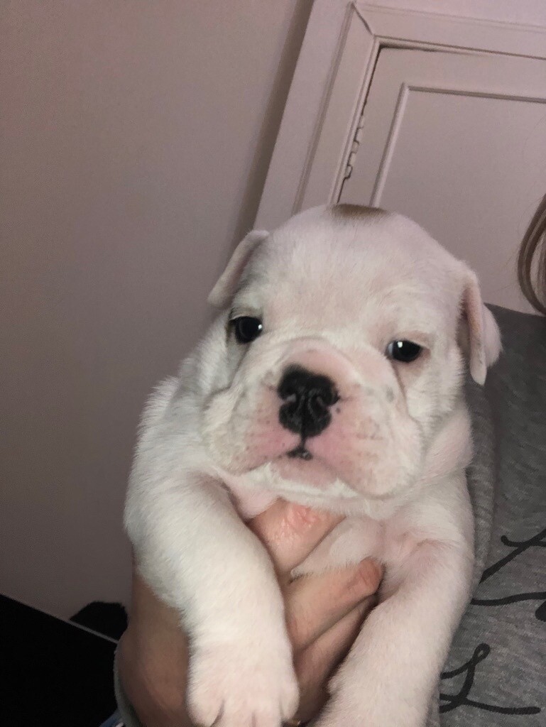 Chunky KC Bulldog puppy in Kilmarnock, East Ayrshire Gumtree