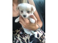 Chihuahua In Grays Essex Dogs Puppies For Sale Gumtree