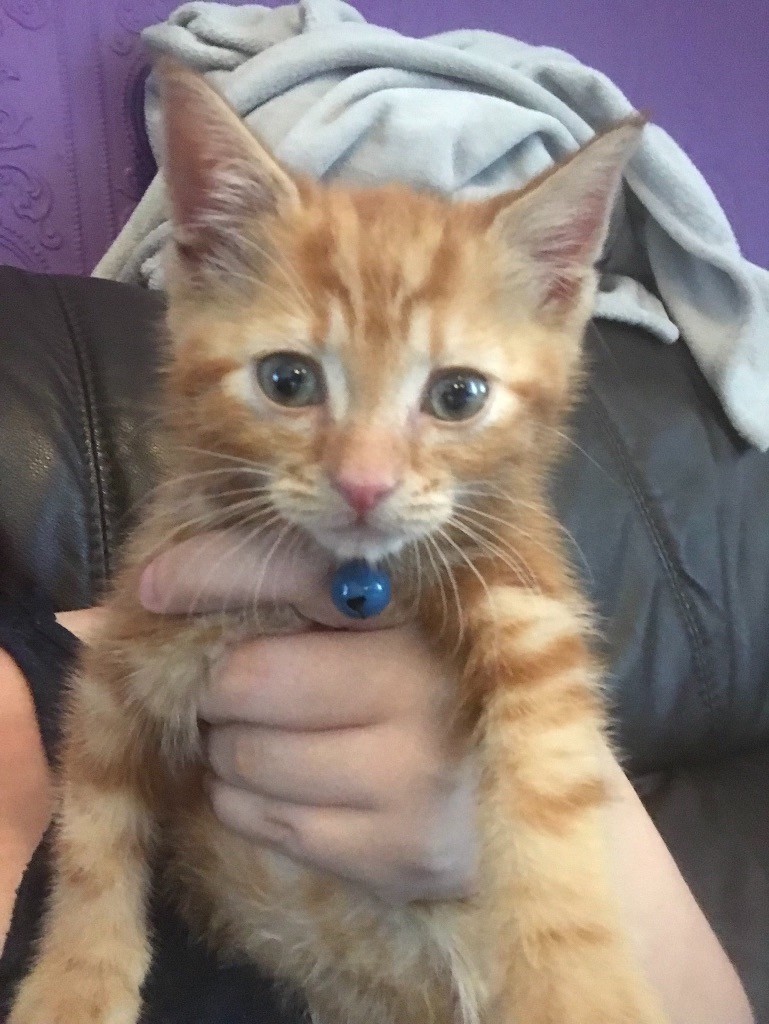 Ginger Kitten for sale 🐱🐱 in Accrington, Lancashire Gumtree