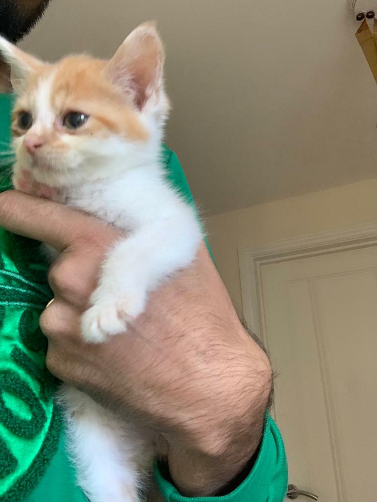 Female white and ginger kitten for sale in High