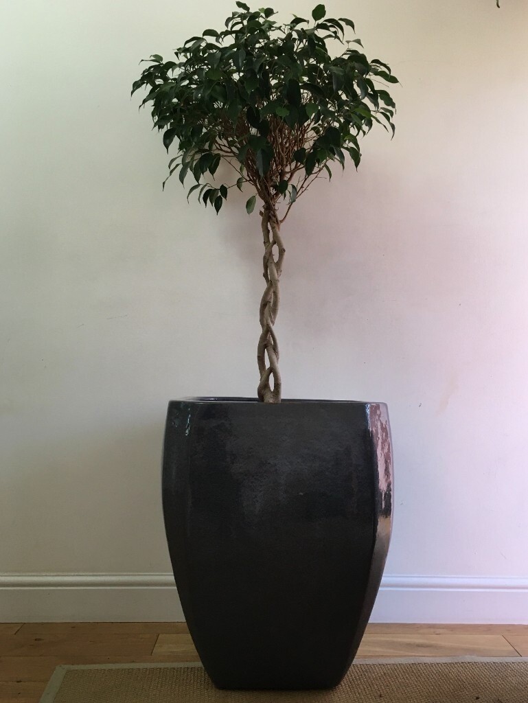 Indoor Ficus Tree Plant With Braided Stem in Glazed Ceramic Pot in