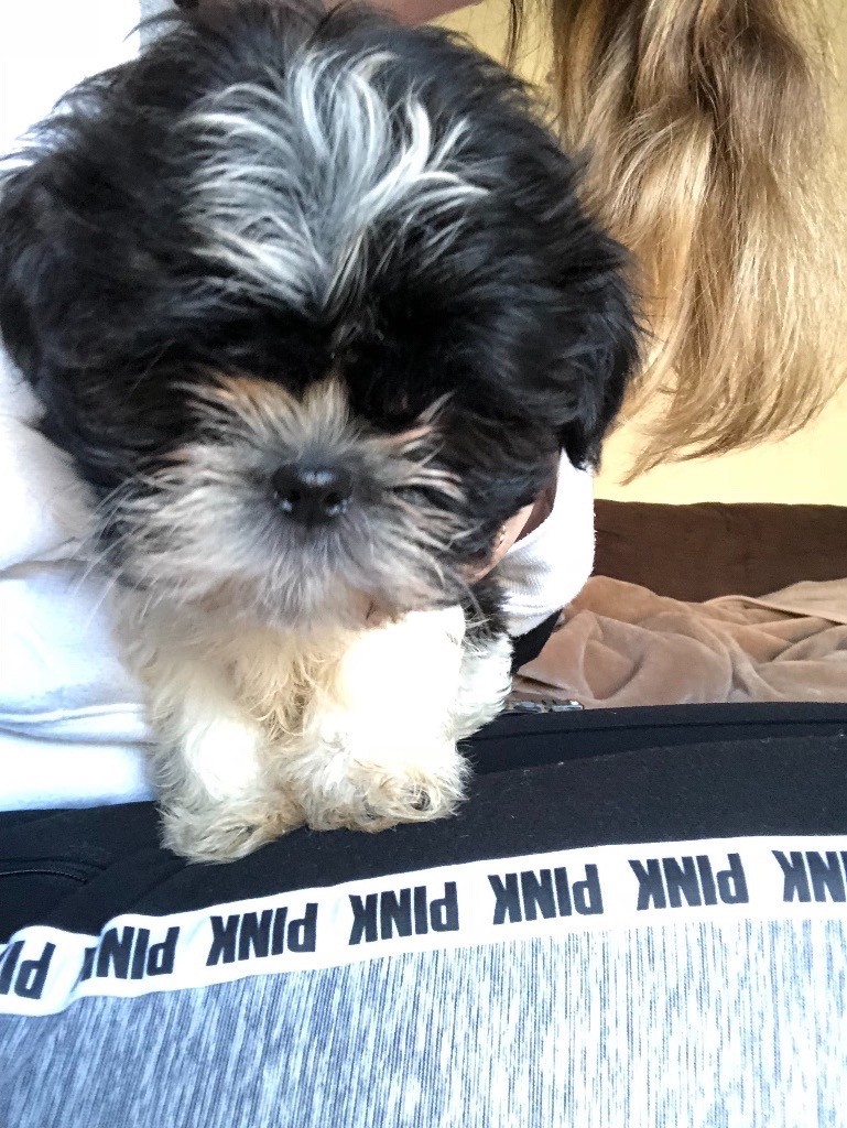 Shih tzu puppy for sale in Garston, Merseyside Gumtree