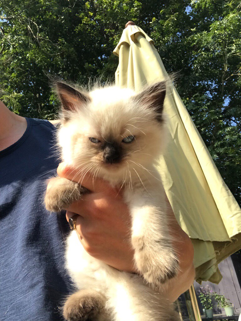 Beautiful ragdoll kittens for rehoming!! 🐱🐱 in Arundel, West Sussex
