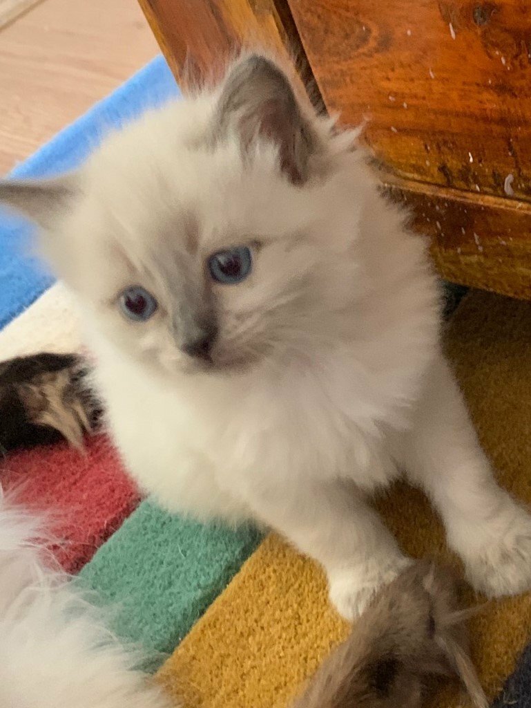 RAGDOLL 2 boy Kittens for Sale Beautifully marked ready to go indoor brad and litter trained