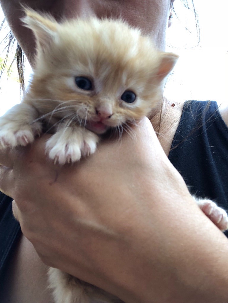 Kittens for sale very fluffy playful two ginger girl and boy two black