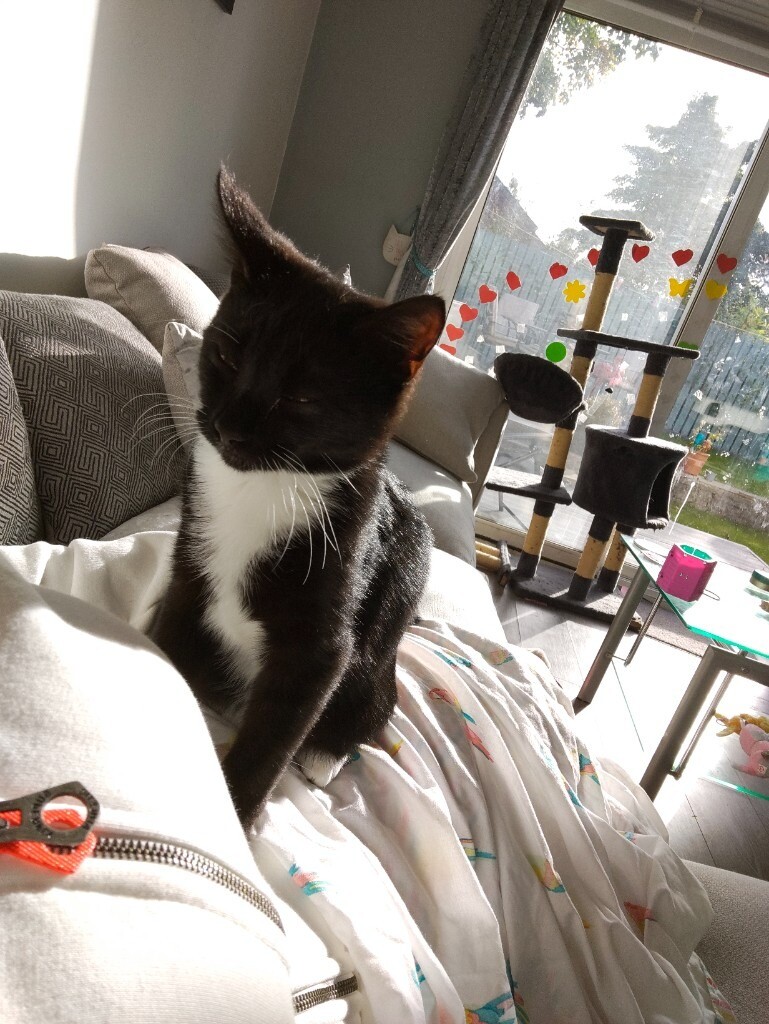 5 month old kitten for sale in Glenrothes, Fife Gumtree