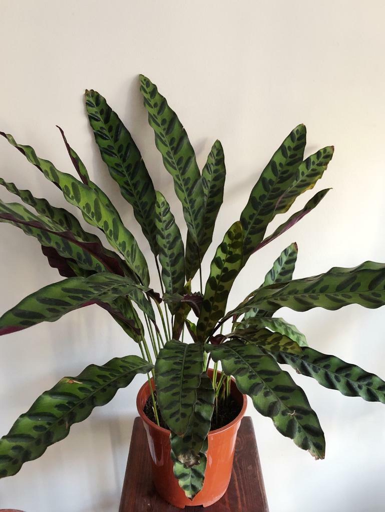 Calathea House Plant in Kennington, London Gumtree