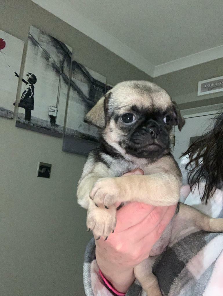 Chug puppies for sale in Meltham, West Yorkshire Gumtree