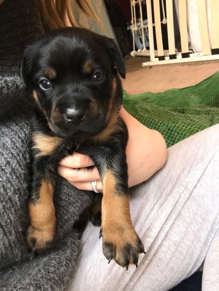 Rottweiler Doberman Puppies in Oakham, Rutland Gumtree