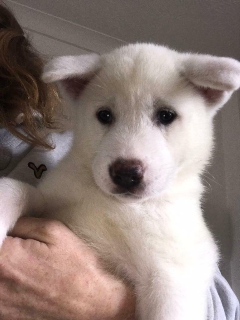 Last white Japanese akita girl 9 weeks old ready now in Hull, East