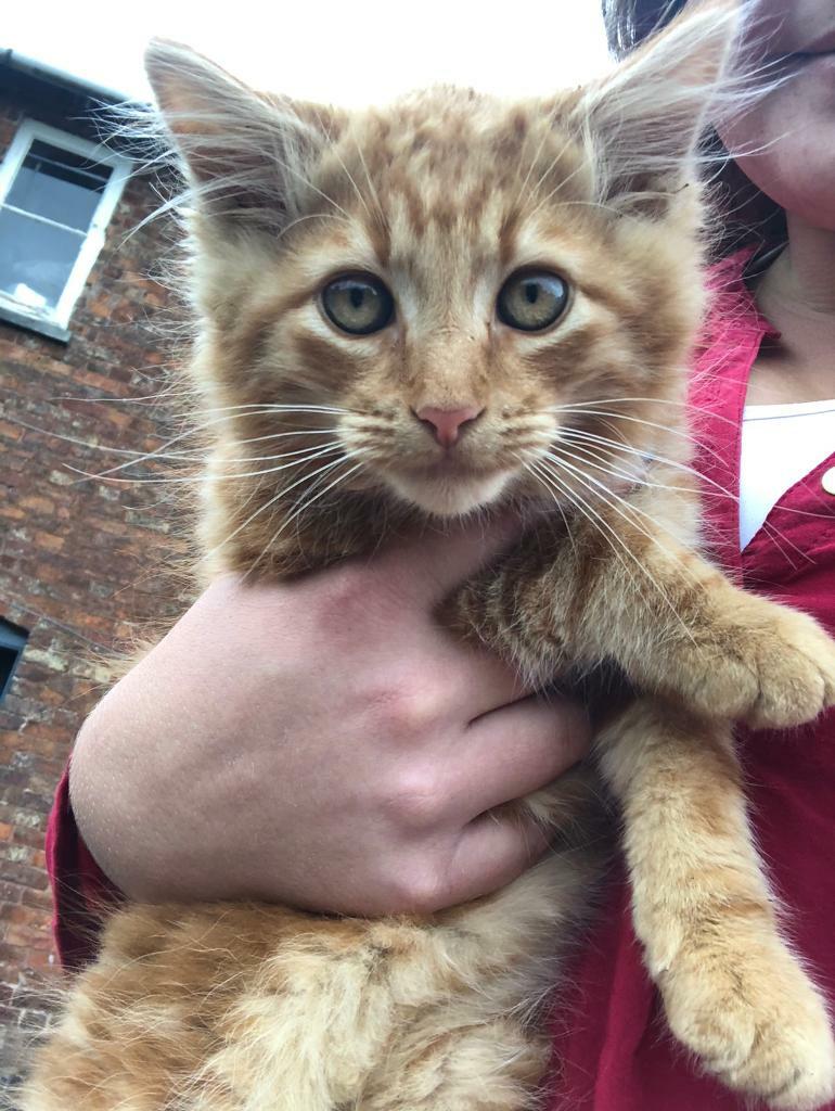 ginger male kitten ready to go now in Crewe, Cheshire Gumtree