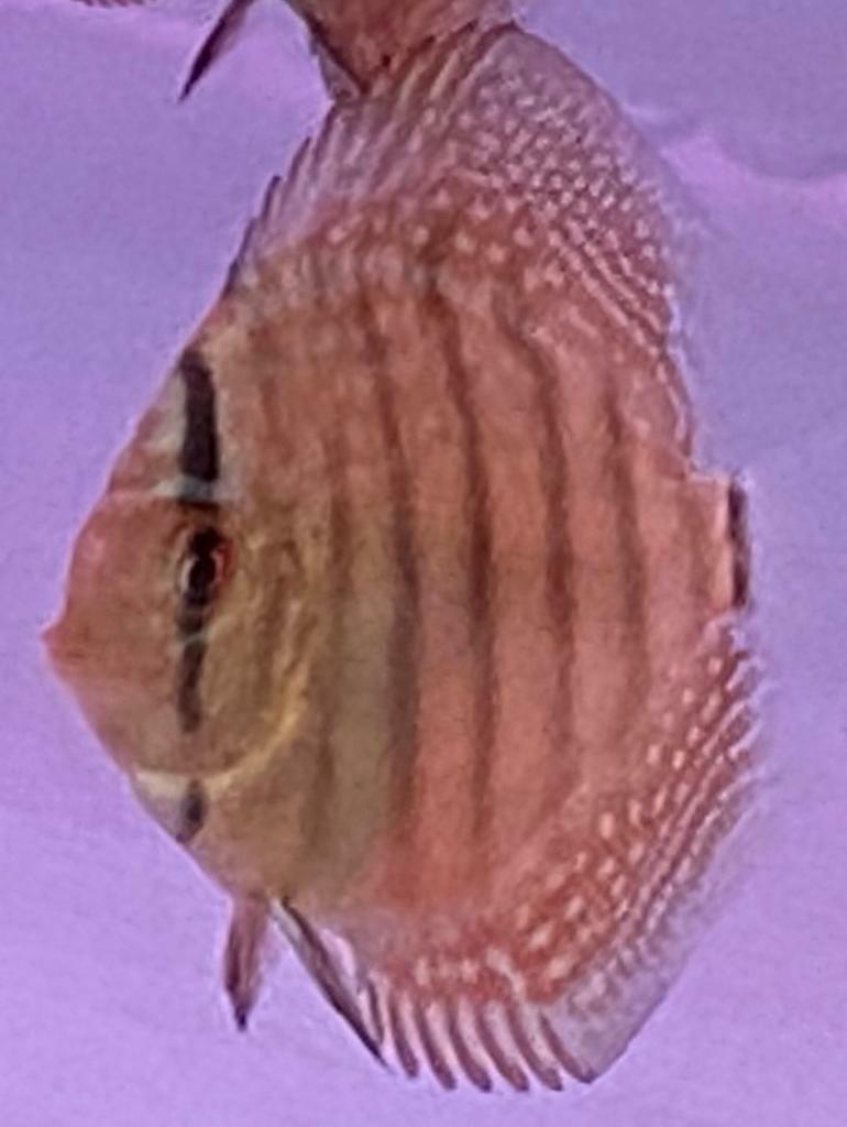 Baby Discus Fish in Torquay, Devon Gumtree
