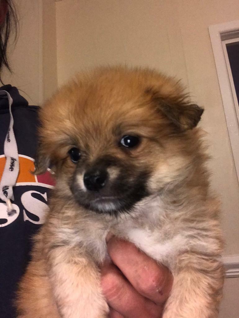 pomchi-puppies-available-now-in-stourport-on-severn-worcestershire