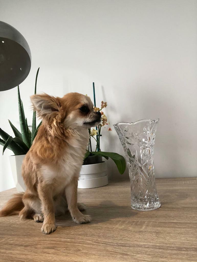 Full breed Long haired chihuahua for sale in Walthamstow
