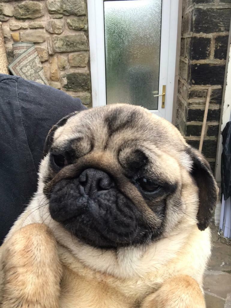 Pugs for sale in Barnsley, South Yorkshire Gumtree