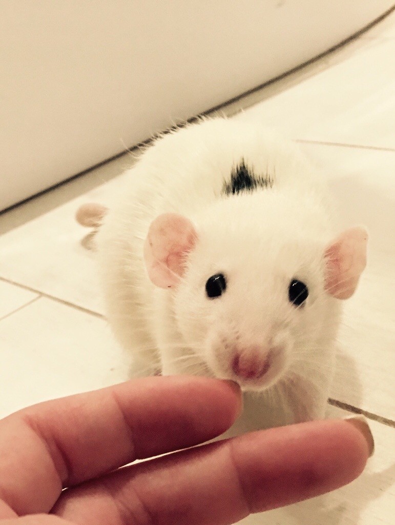 Friendly rats for sale in Cobham, Surrey Gumtree