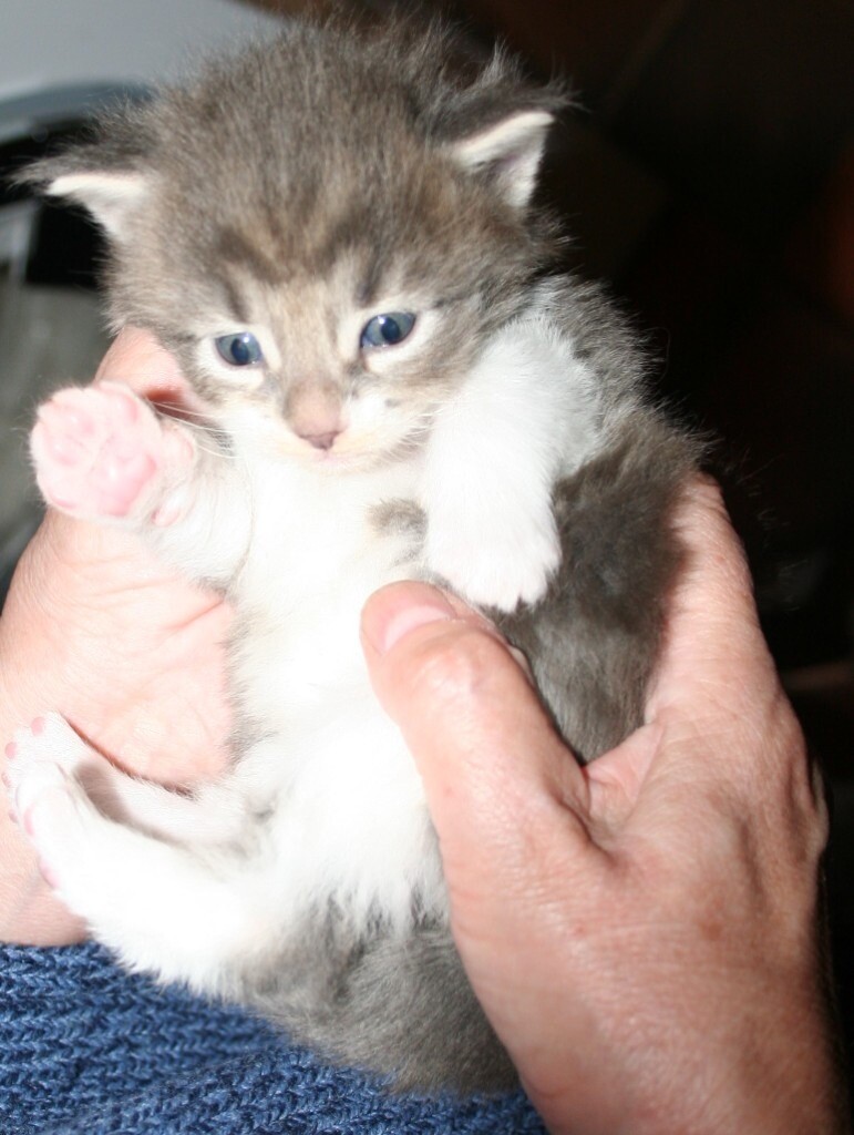 x2 Registered, Male, Maine Coon Kittens for Sale in Kirkby Stephen, Cumbria Gumtree