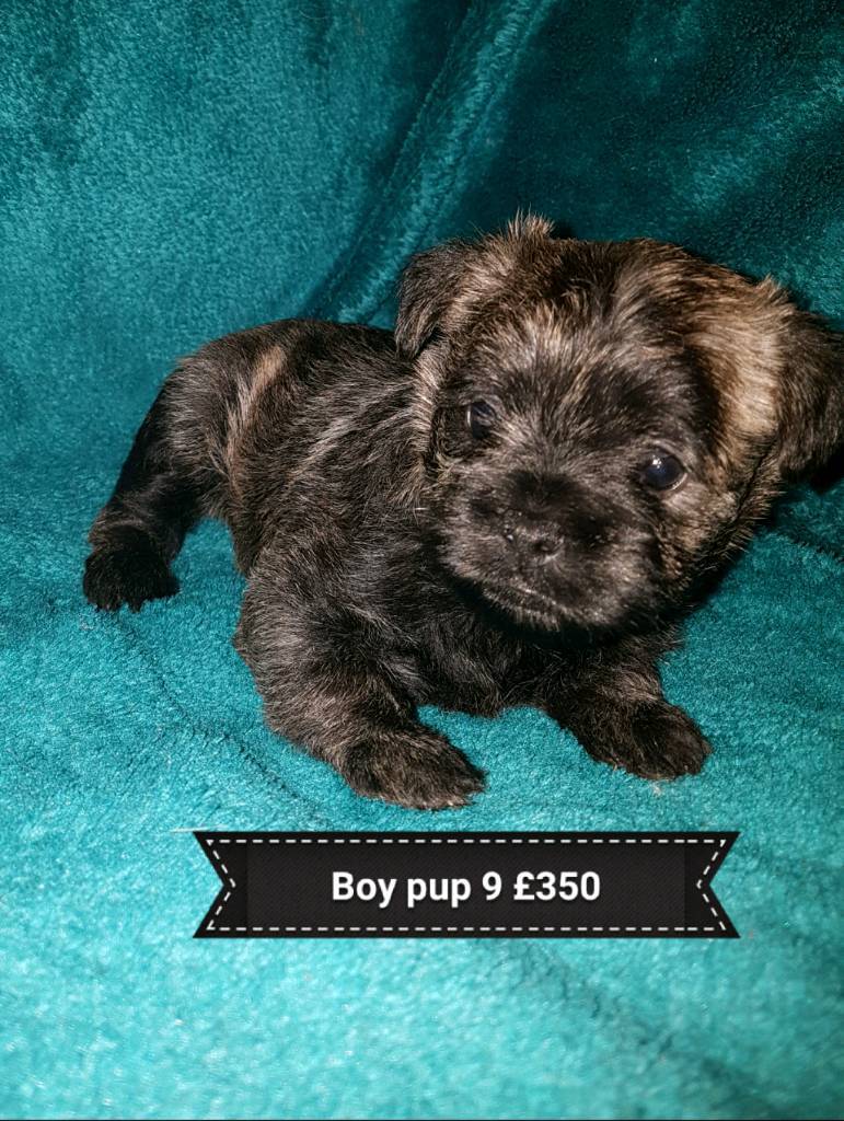 bichon frise x cairn terrier in Tremorfa, Cardiff Gumtree