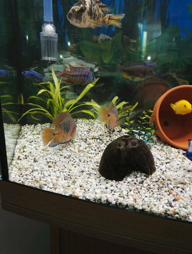 Fish tank gravel in Gorleston, Norfolk Gumtree