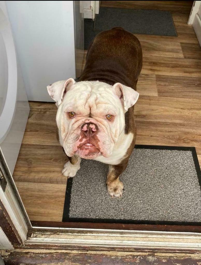 Old tyme bulldog in Dagenham, London Gumtree