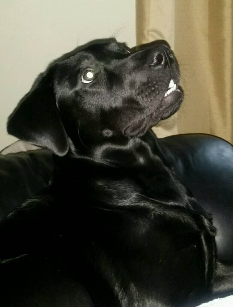 Beautiful black lab boy 8months old. in Bangor, County Down Gumtree