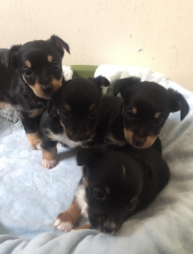 Rare teacup Jack Russell puppies in Alsager, Staffordshire Gumtree