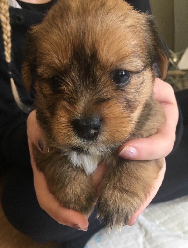 Lhasa Apso x Yorkshire Terrier puppies in Denton, Manchester Gumtree