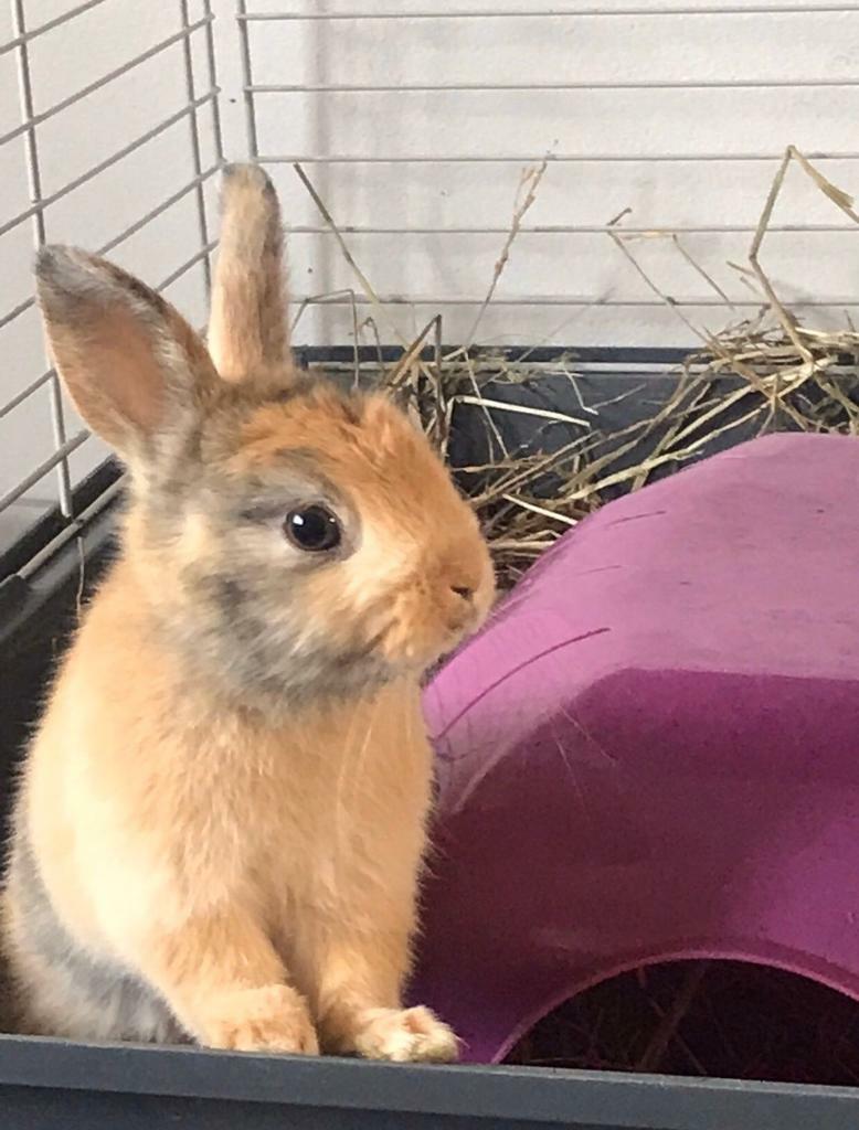 SOLD Baby rabbit and indoor cage in Colchester, Essex Gumtree