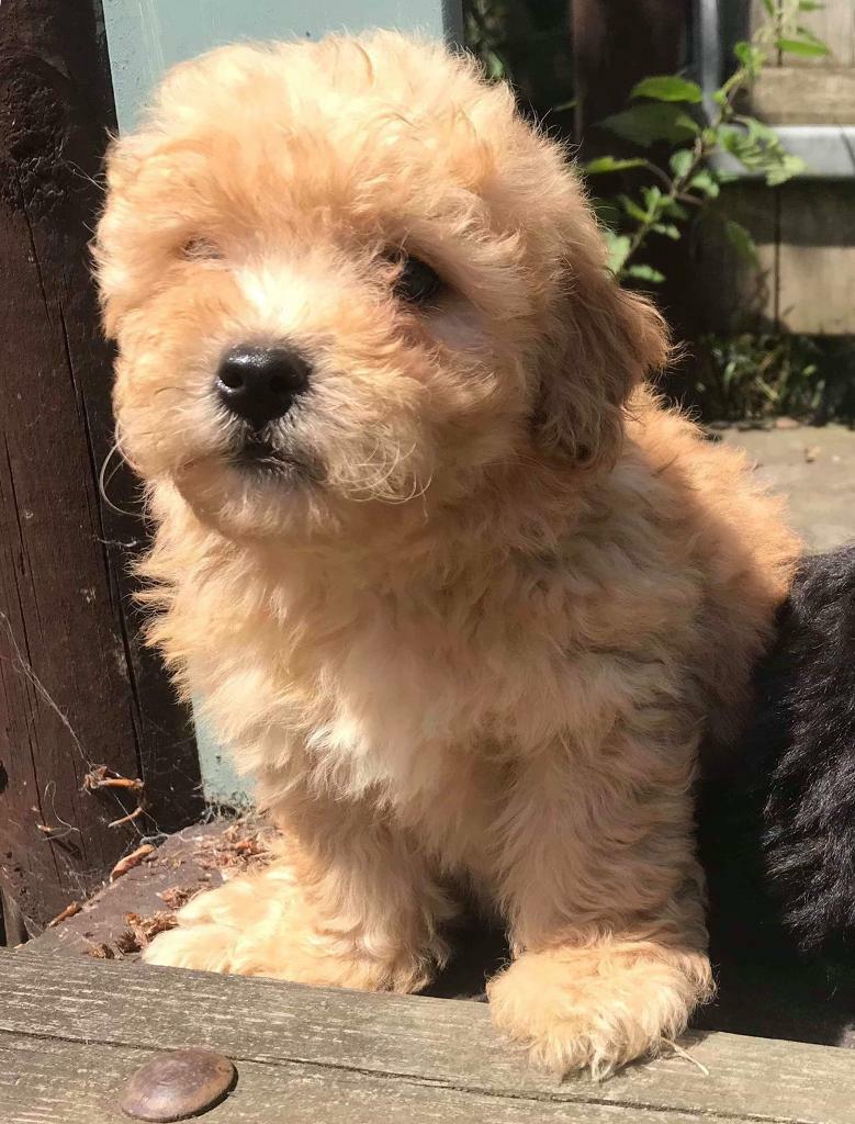 Toy poodle x in Beaworthy, Devon Gumtree