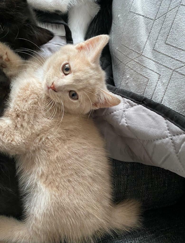 Adorable Little British Kitten BEIGE Colour in Luton, Bedfordshire