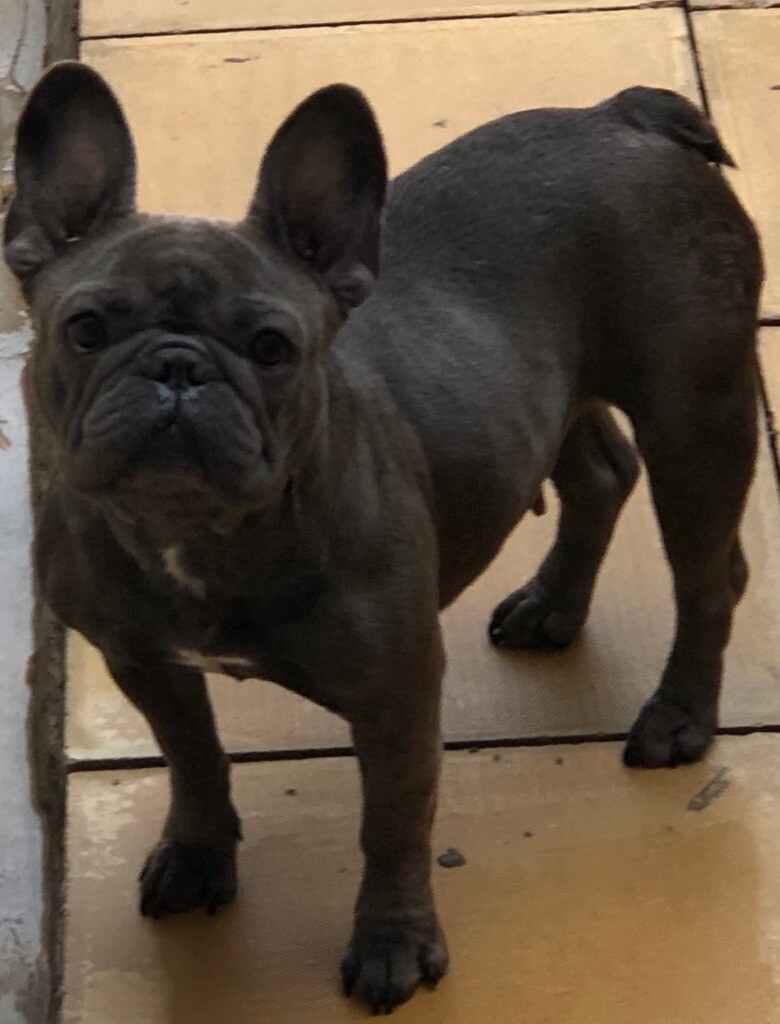 KC Reg blue adult female french bulldog in Prenton, Merseyside Gumtree