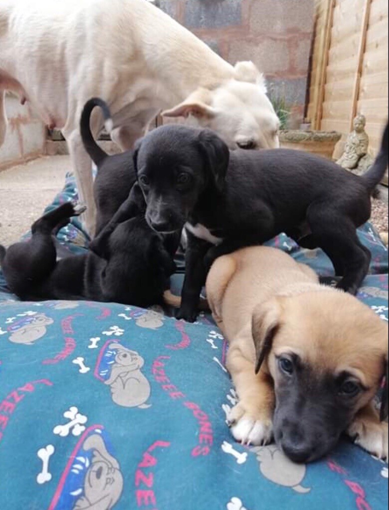 Whippet X Saluki Puppies In Bridgwater Somerset Gumtree