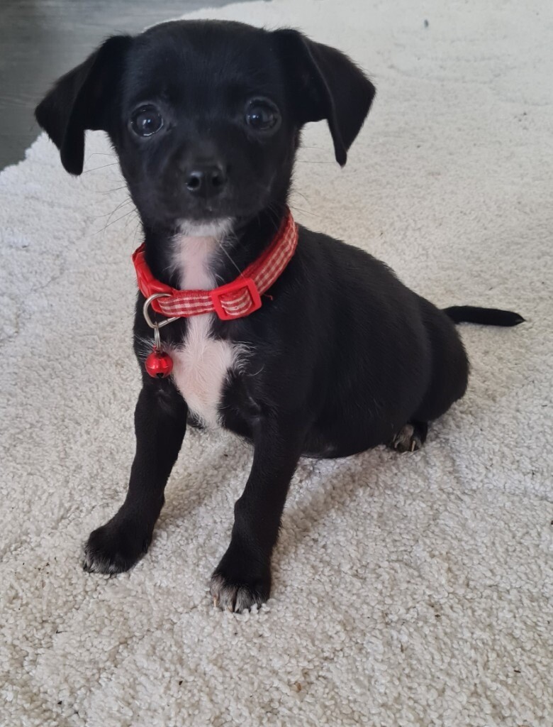 Chihuahua cross Jack Russell Puppies in Salisbury, Wiltshire Gumtree