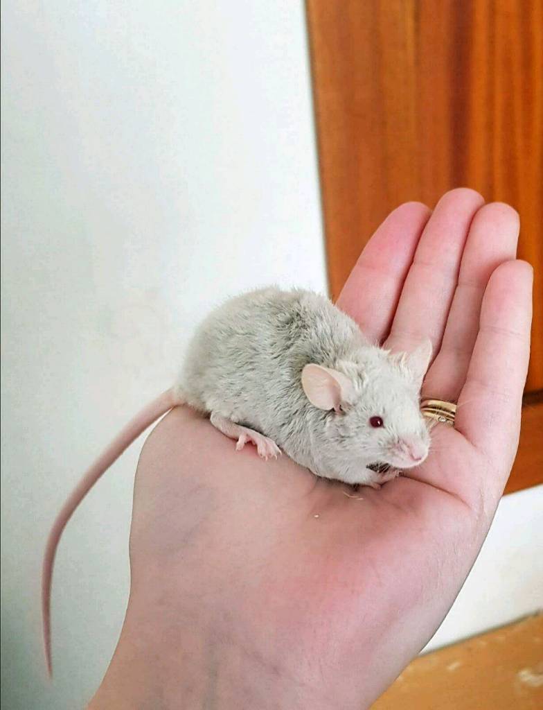 Baby male mouse for sale in Helensburgh, Argyll and Bute Gumtree