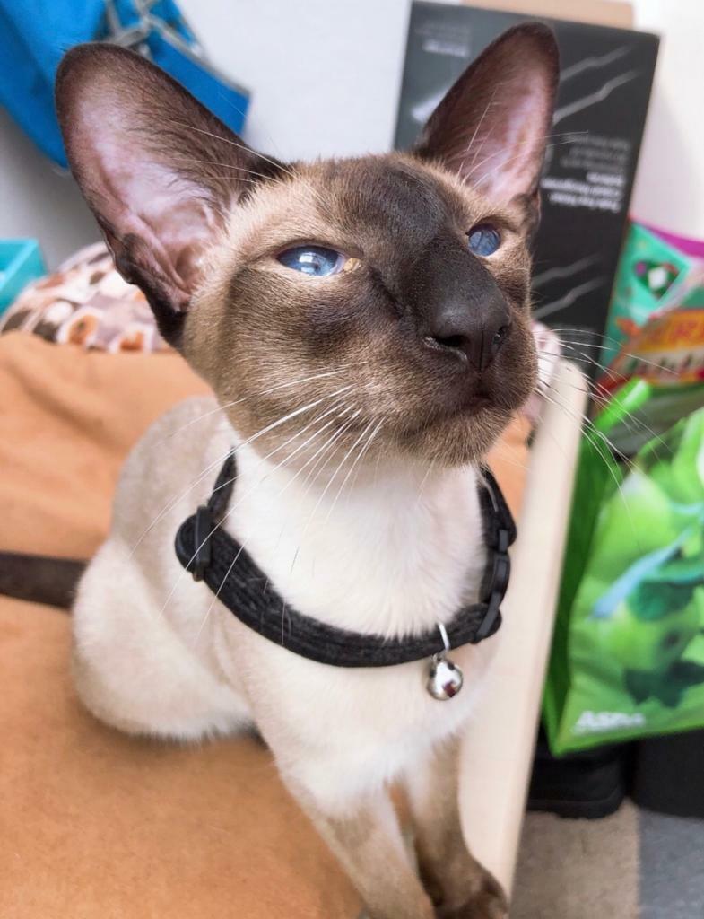 Siamese Cat in Canton, Cardiff Gumtree