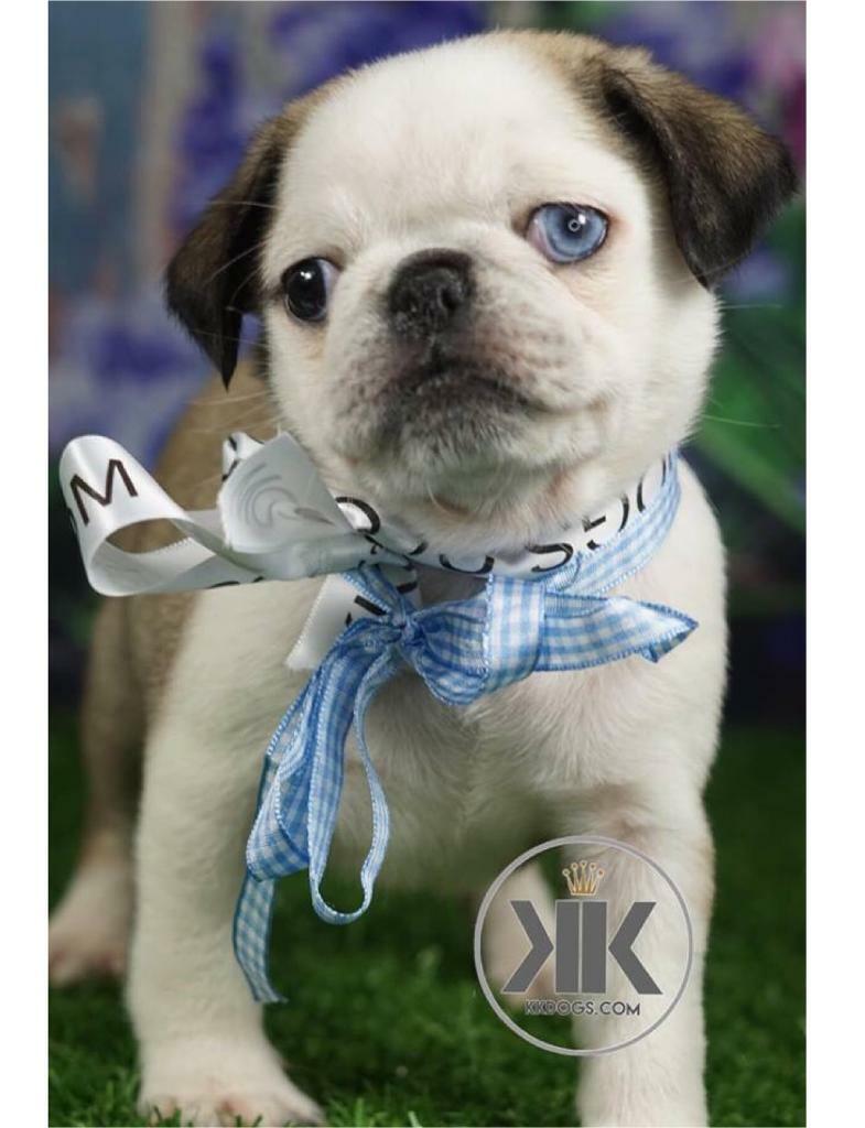 Panda pugs in Middlesbrough, North Yorkshire Gumtree