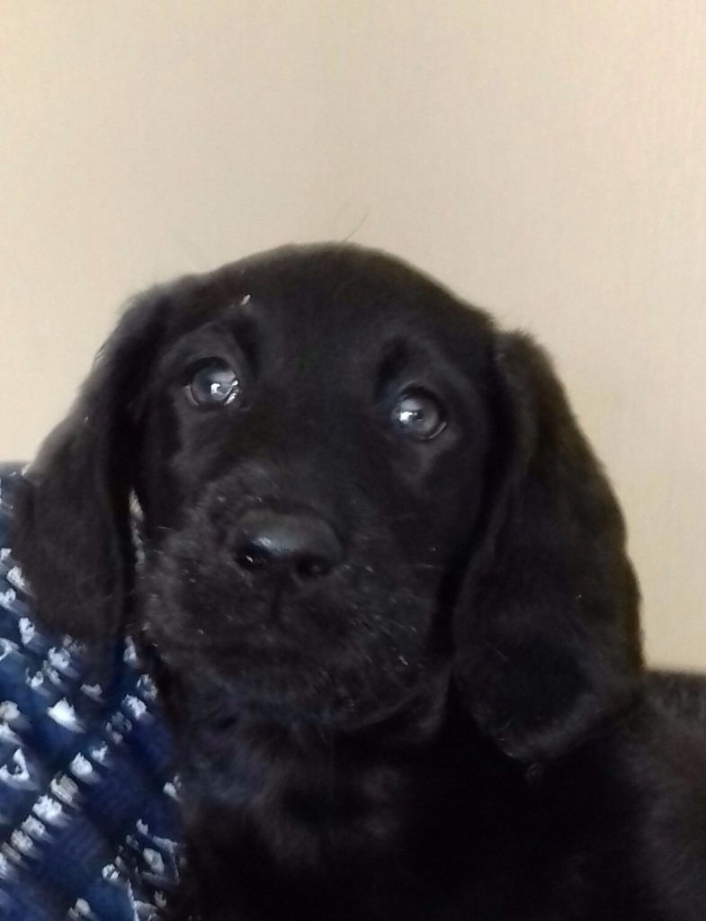 PRETTY FLAT COAT LABRADOODLE GIRL. VACS,CHIPPED,VET CHECKED in