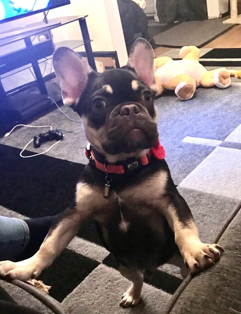 7 month old French bulldog in Ferryhill, County Durham Gumtree