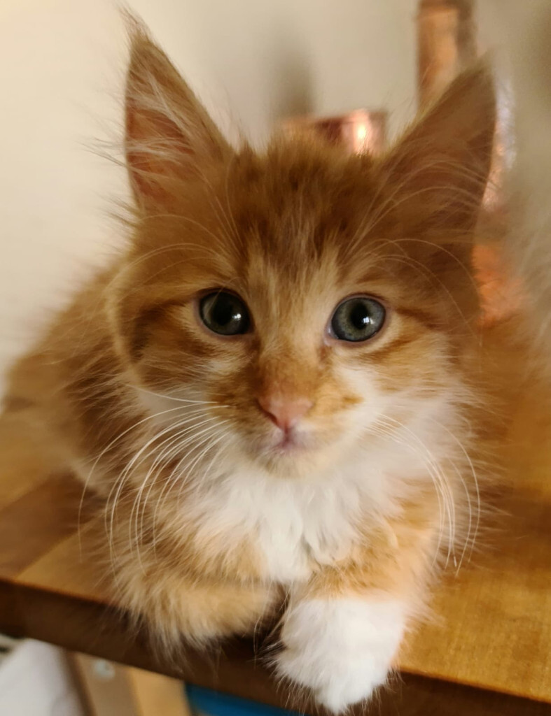 Sweet kitten for sale British Longhair in Wembley, London Gumtree