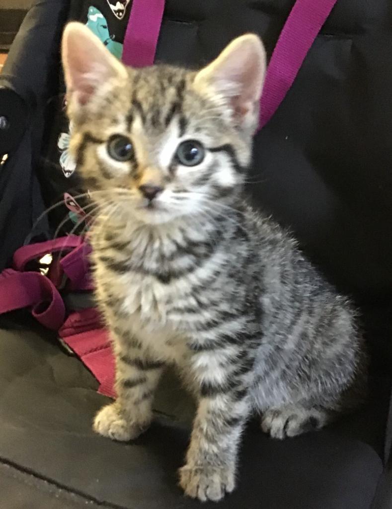 Beautiful Tiger Kittens in Chiswick, London Gumtree