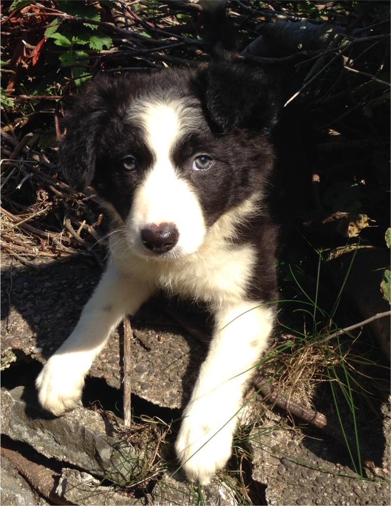 Gorgeous Long Haired Black And White Border Collie Puppy Girl