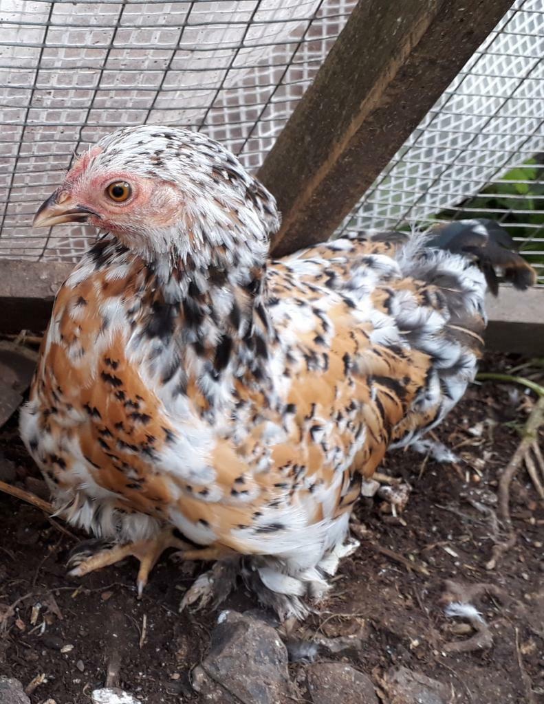 Millefleur Bantam Pekin Chickens in Amesbury, Wiltshire Gumtree