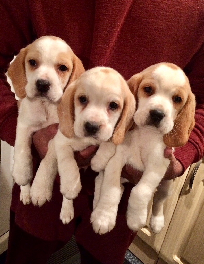Beagle pups lemon&white for sale in Burnley, Lancashire Gumtree