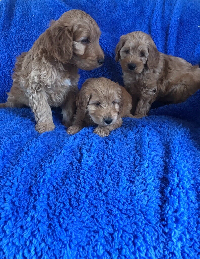 Cockapoo puppies in Bonnybridge, Falkirk Gumtree