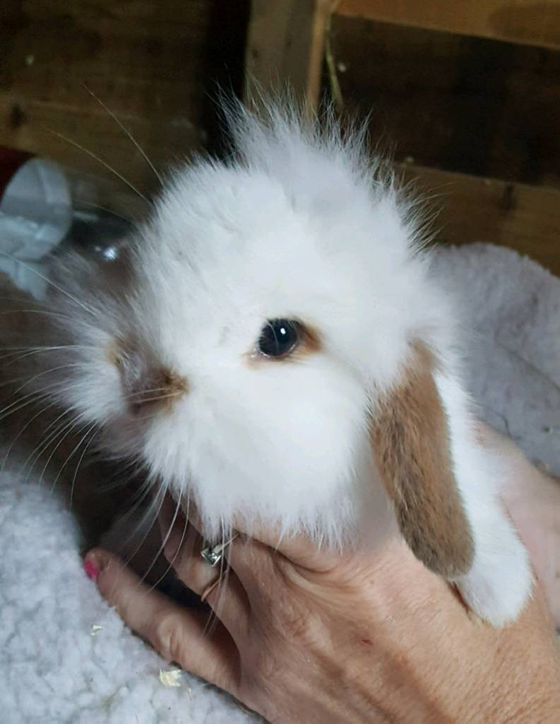 Beautiful Baby Lion head Lop Male in Port Seton, East Lothian Gumtree