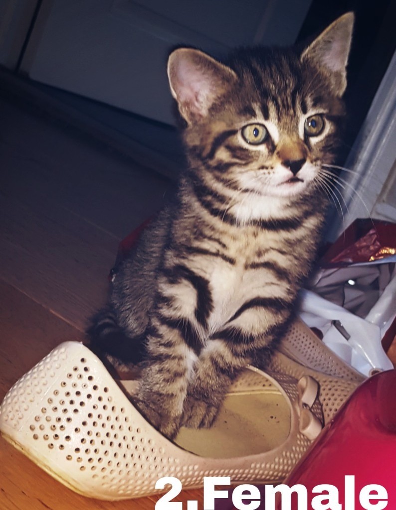 2 Mixed breed tabby kittens for sale, 1 - RESERVED | in ...