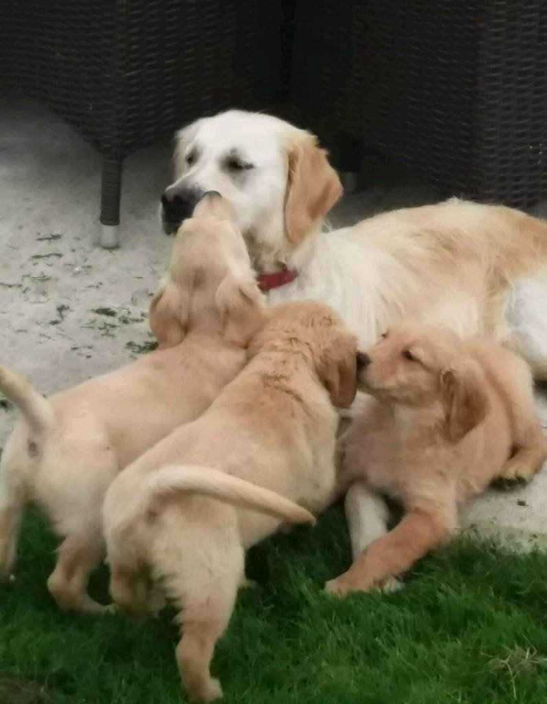 KC GOLDEN RETRIEVER PUPPIES in Carmarthen, Carmarthenshire Gumtree